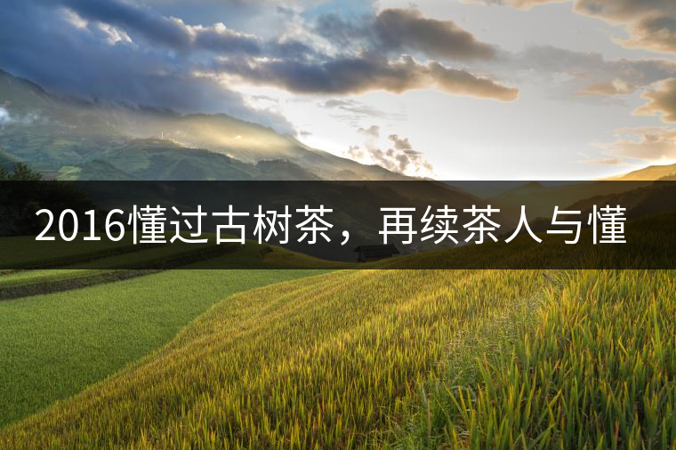 2016懂過(guò)古樹(shù)茶，再續(xù)茶人與懂過(guò)的故事