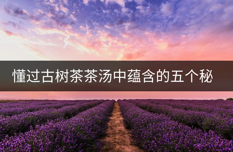 懂過古樹茶茶湯中蘊(yùn)含的五個秘密