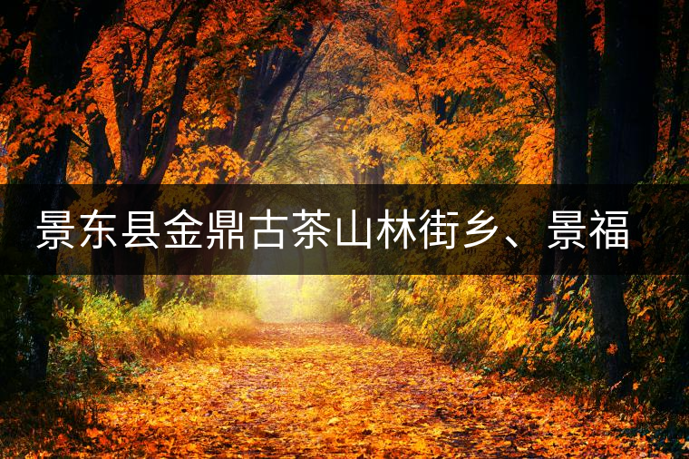 景東縣金鼎古茶山林街鄉(xiāng)、景福鄉(xiāng)、東鎮(zhèn)普洱茶