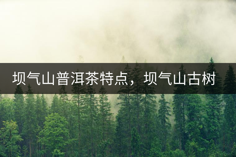 壩氣山普洱茶特點，壩氣山古樹茶介紹