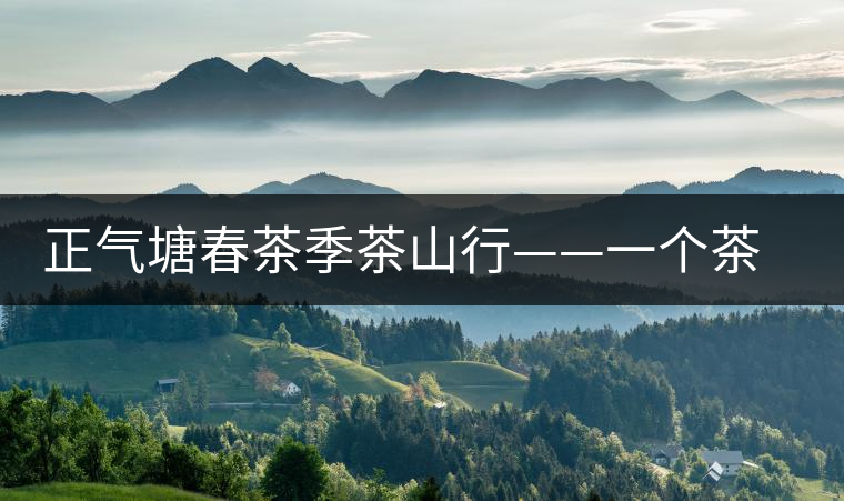 正氣塘春茶季茶山行——一個(gè)茶人的承諾