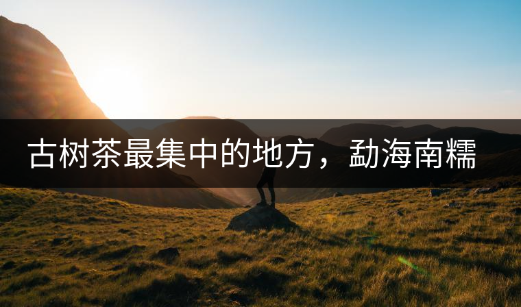 古樹(shù)茶最集中的地方，勐海南糯山古茶山介紹