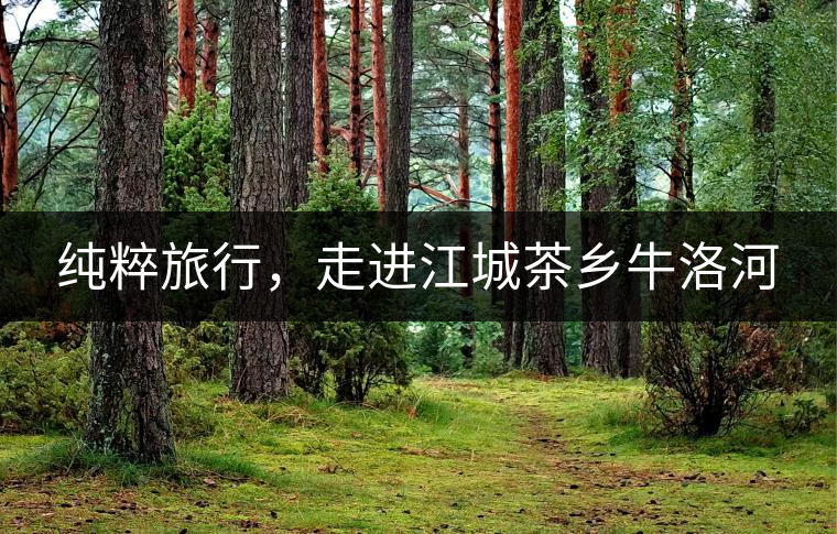 純粹旅行，走進(jìn)江城茶鄉(xiāng)牛洛河