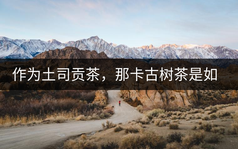 作為土司貢茶，那卡古樹茶是如何在眾多茶中脫穎而出的