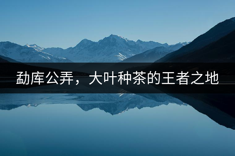 勐庫公弄，大葉種茶的王者之地