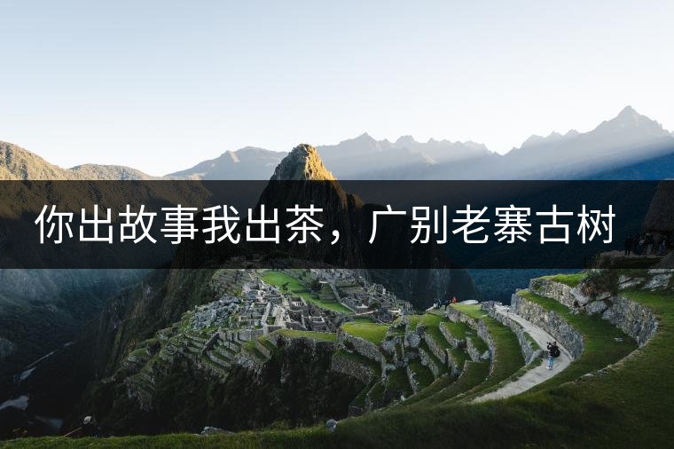 你出故事我出茶，廣別老寨古樹妖茶