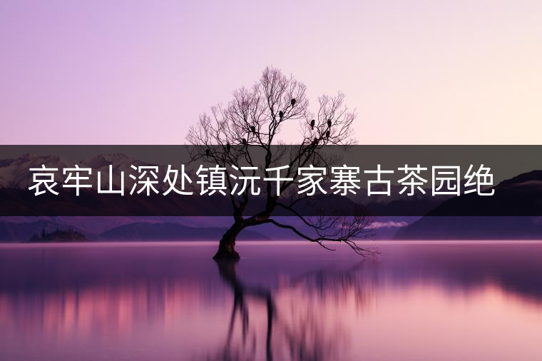 哀牢山深處鎮(zhèn)沅千家寨古茶園絕美生態(tài)