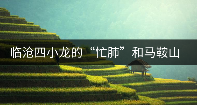 臨滄四小龍的“忙肺”和馬鞍山古樹茶特點(diǎn)區(qū)別