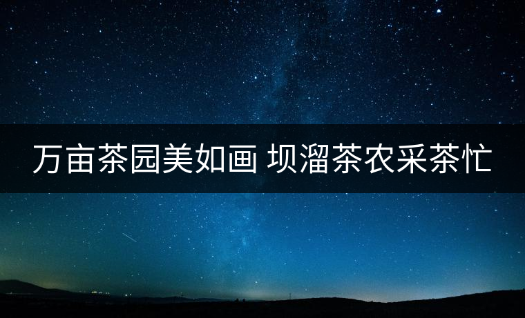 萬畝茶園美如畫 壩溜茶農(nóng)采茶忙