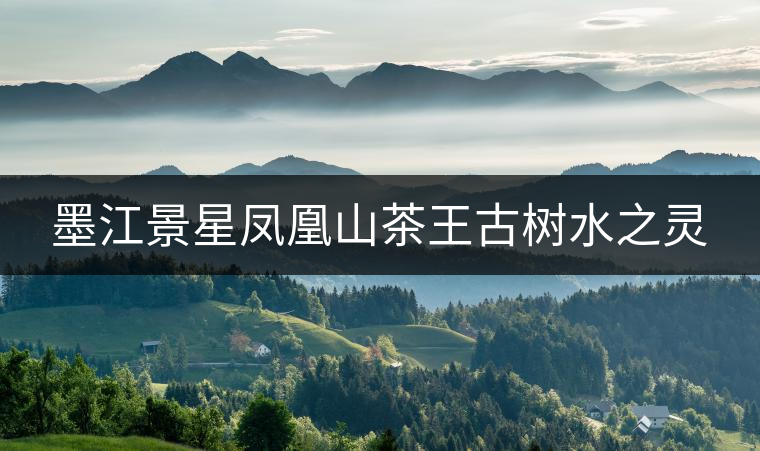 墨江景星鳳凰山茶王古樹(shù)水之靈 墨江景星鳳凰山茶王古樹(shù)水之靈