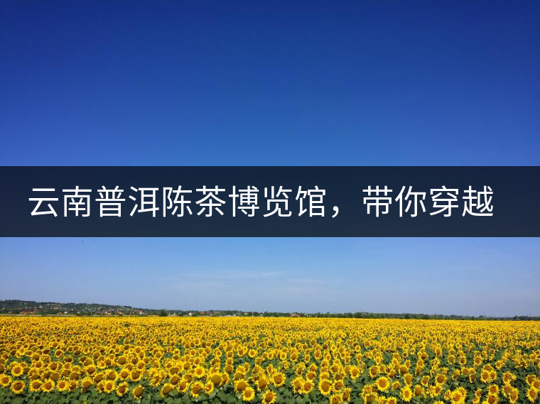 云南普洱陳茶博覽館，帶你穿越時(shí)光，品普洱老茶