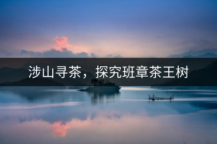 涉山尋茶，探究班章茶王樹