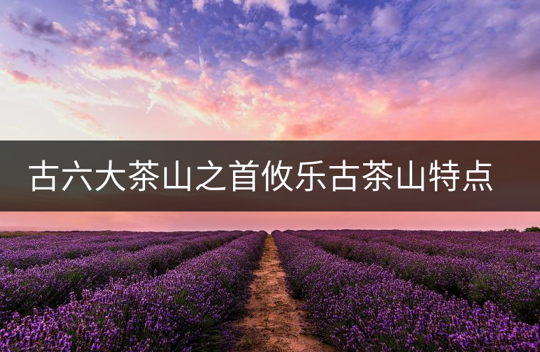 古六大茶山之首攸樂古茶山特點介紹