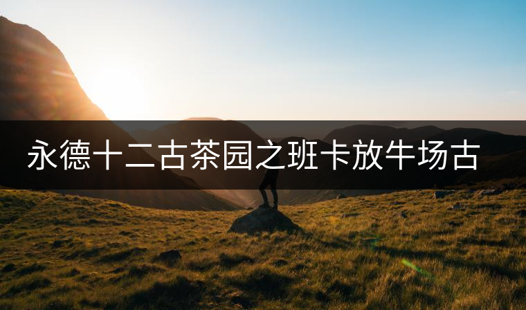 永德十二古茶園之班卡放牛場古樹茶特點介紹