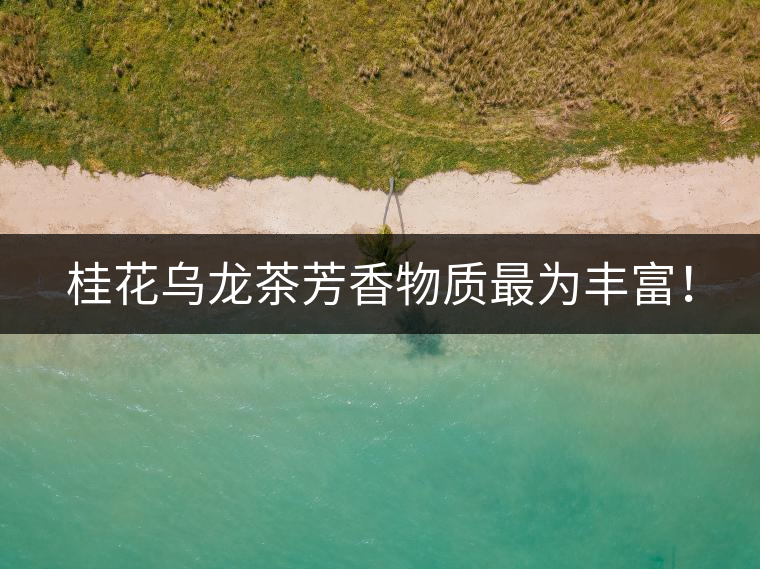 桂花烏龍茶芳香物質(zhì)最為豐富！