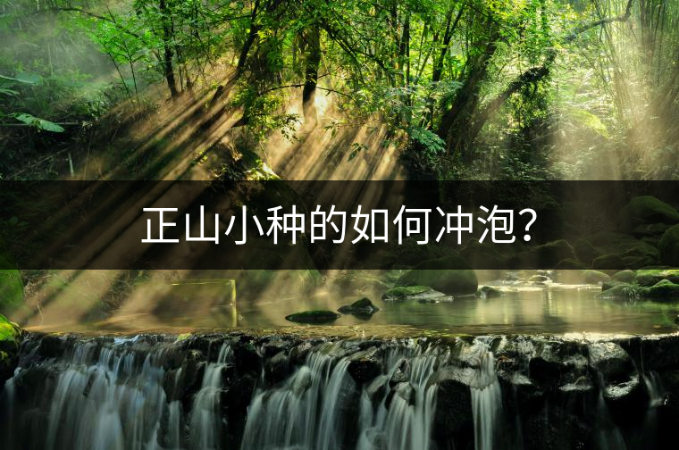 正山小種的如何沖泡？
