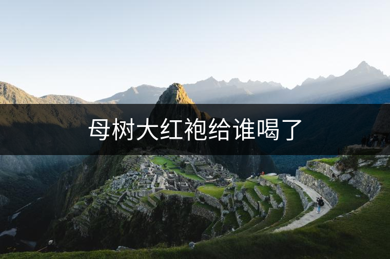 母樹(shù)大紅袍給誰(shuí)喝了