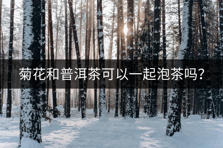 菊花和普洱茶可以一起泡茶嗎? 菊花和普洱茶可以一起泡茶嗎?