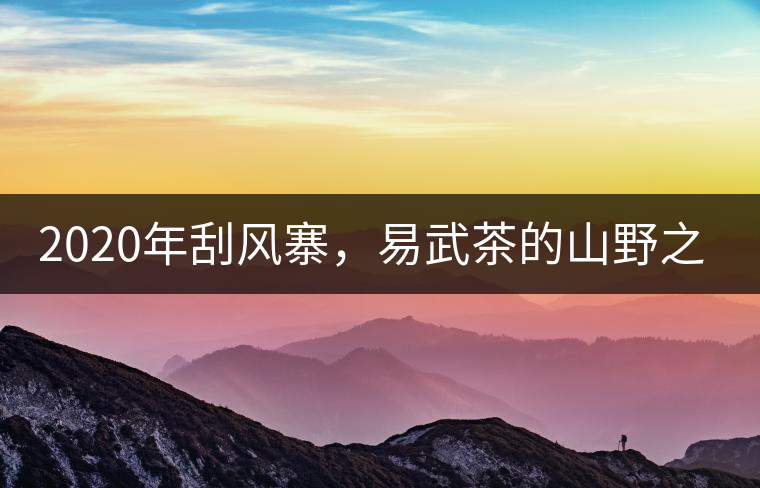 2020年刮風寨，易武茶的山野之王-易武中聘號