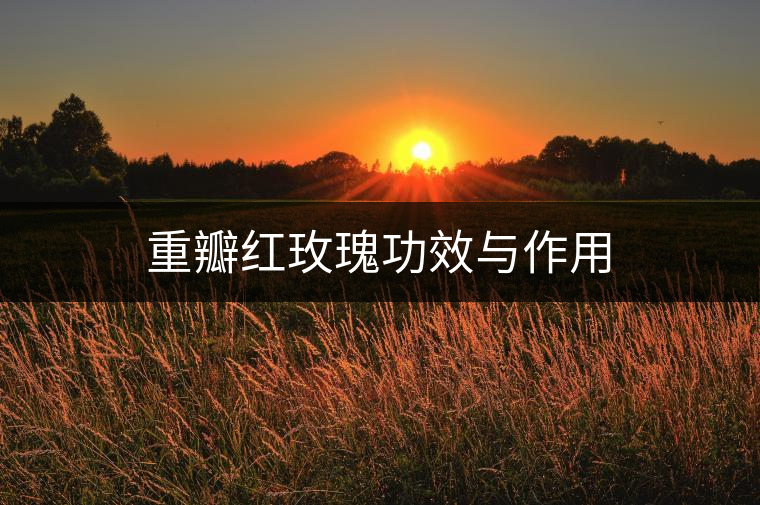 重瓣紅玫瑰功效與作用 重瓣紅玫瑰功效與作用