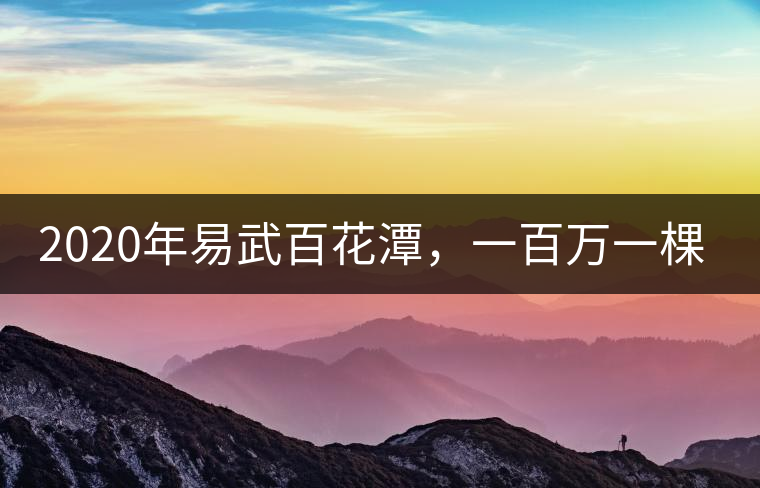2020年易武百花潭，一百萬(wàn)一棵樹-易武中聘號(hào)