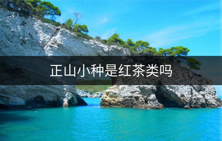 正山小種是紅茶類嗎