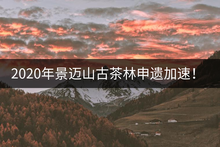 2020年景邁山古茶林申遺加速！古樹茶每年禁采3個(gè)月-易武中聘號(hào)