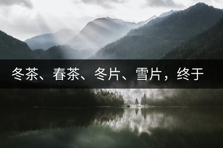 冬茶、春茶、冬片、雪片，終于分清楚了