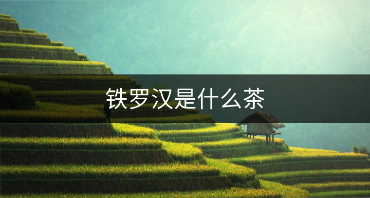 鐵羅漢是什么茶