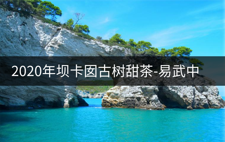2020年壩卡囡古樹甜茶-易武中聘號 2020年壩卡囡古樹甜茶-易武中聘號