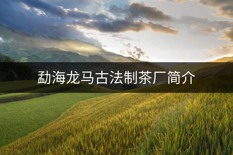 勐海龍馬古法制茶廠簡(jiǎn)介