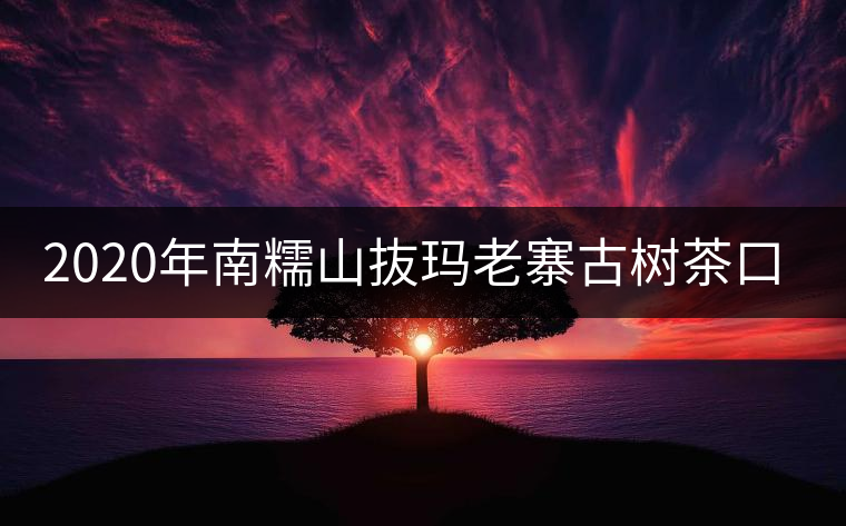 2020年南糯山抜瑪老寨古樹茶口感-易武中聘號