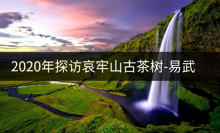 2020年探訪哀牢山古茶樹-易武中聘號(hào) 2020年探訪哀牢山古茶樹-易武中聘號(hào)