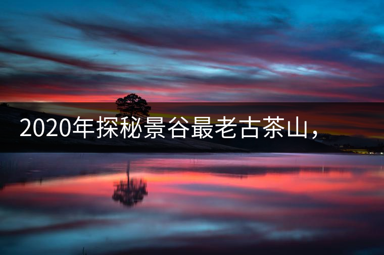 2020年探秘景谷最老古茶山，一個家族的興茶往事-易武中聘號