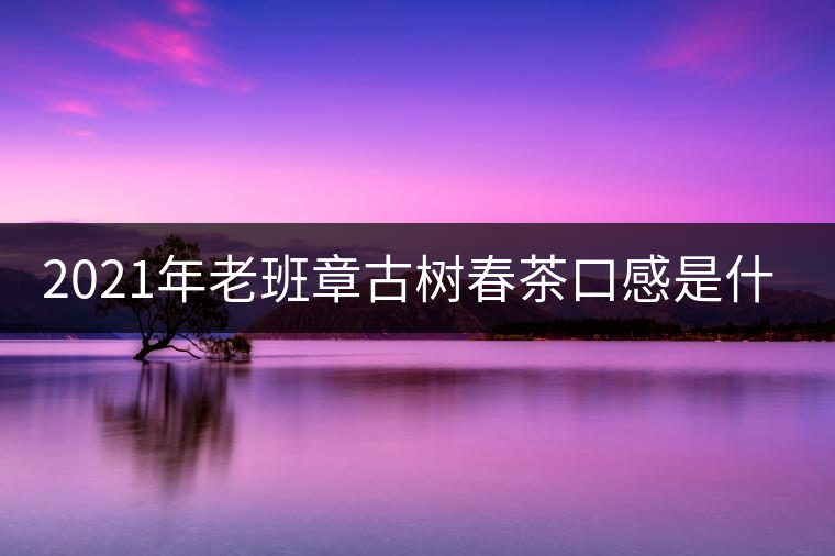 2021年老班章古樹春茶口感是什么？