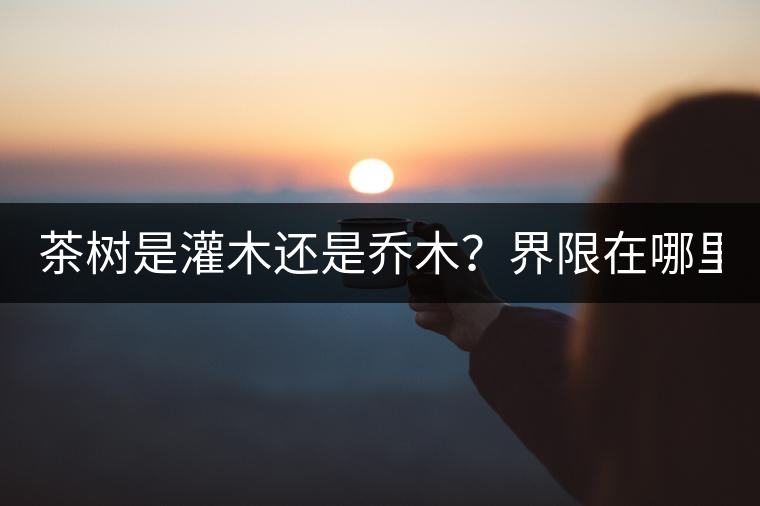 茶樹(shù)是灌木還是喬木？界限在哪里？