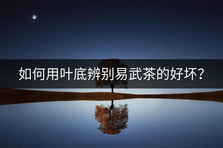 如何用葉底辨別易武茶的好壞？