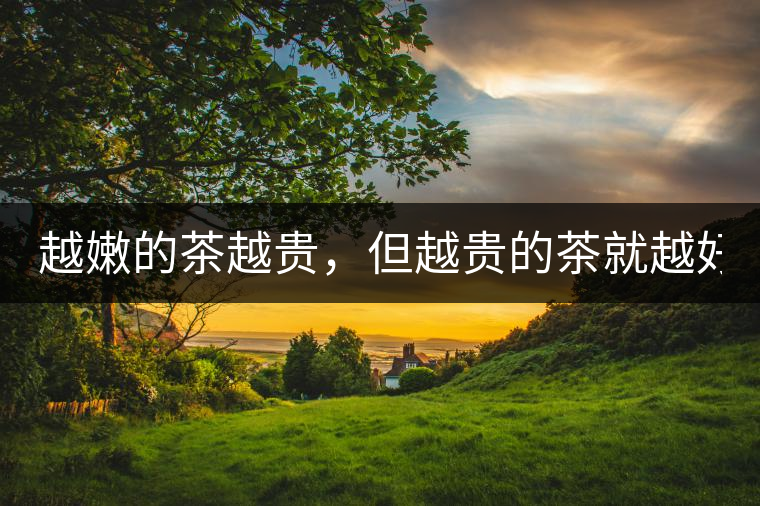 越嫩的茶越貴，但越貴的茶就越好嗎？