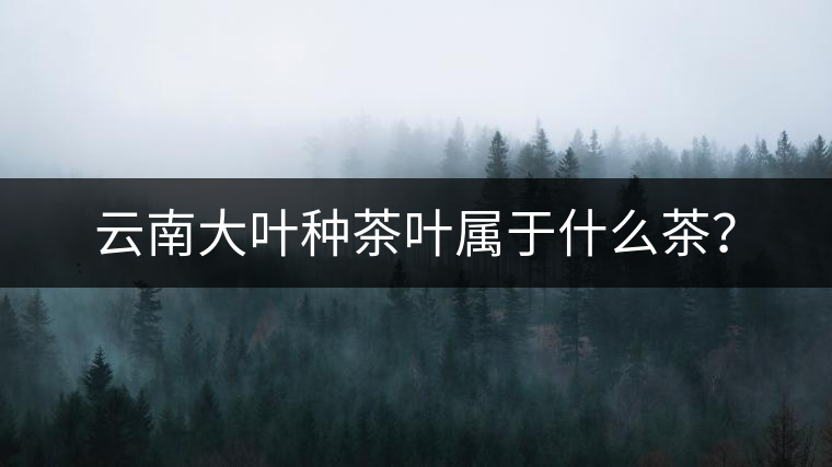 云南大葉種茶葉屬于什么茶？