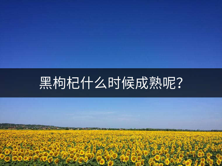 黑枸杞什么時候成熟呢？
