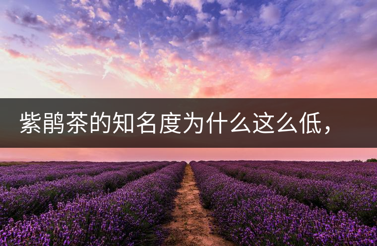 紫鵑茶的知名度為什么這么低，適合做成生茶還是熟茶？