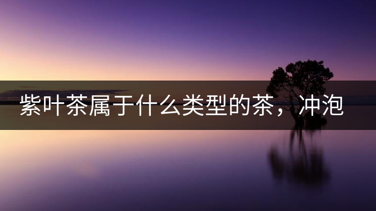 紫葉茶屬于什么類型的茶，沖泡需要注意什么？