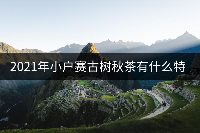 2021年小戶賽古樹秋茶有什么特點(diǎn)？