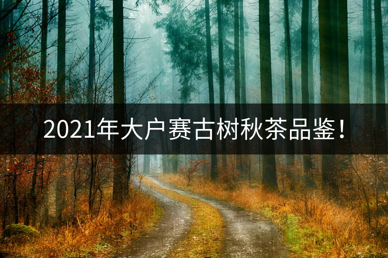 2021年大戶賽古樹秋茶品鑒！