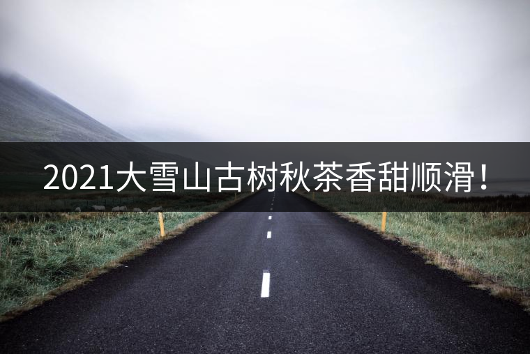 2021大雪山古樹秋茶香甜順滑！