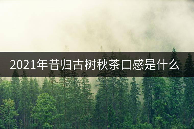 2021年昔歸古樹秋茶口感是什么？