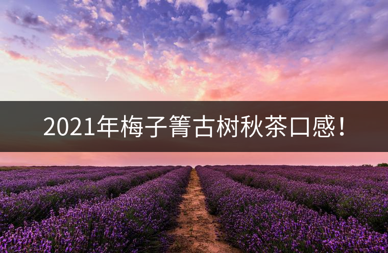 2021年梅子箐古樹秋茶口感！