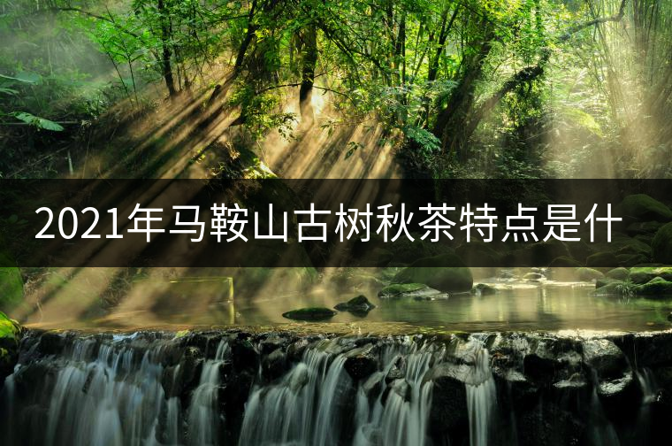2021年馬鞍山古樹秋茶特點(diǎn)是什么？
