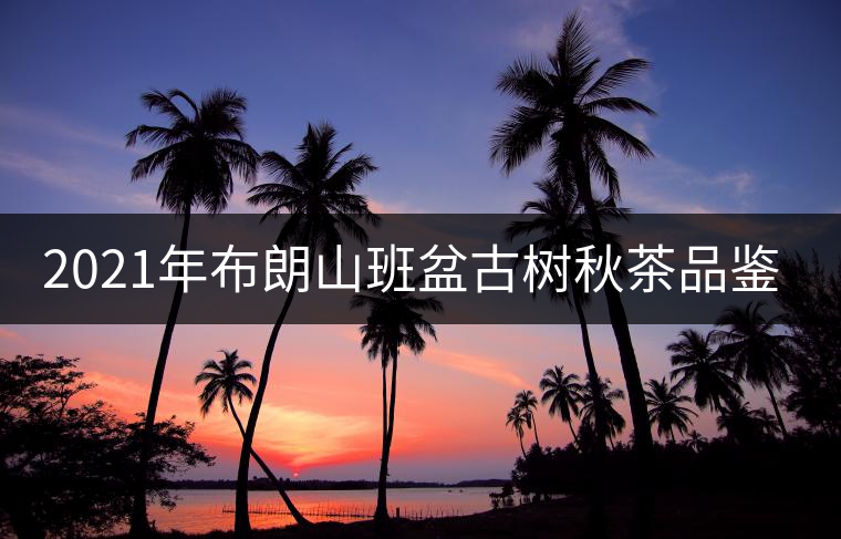 2021年布朗山班盆古樹秋茶品鑒! 2021年布朗山班盆古樹秋茶品鑒!