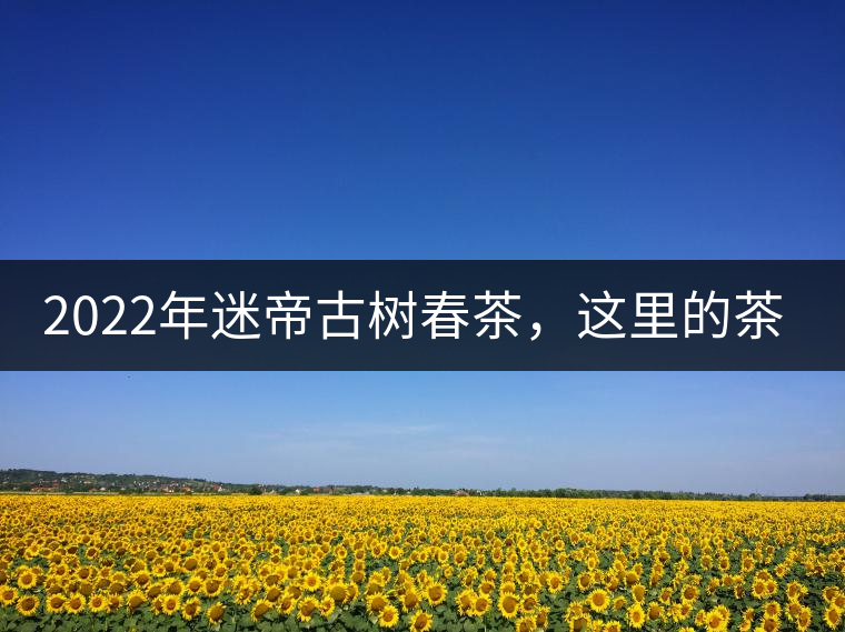 2022年迷帝古樹(shù)春茶，這里的茶 皇帝都著迷